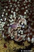 Neopetrolisthes maculatus-Wakatobi Pasar wajo Beach-21m-20180602-Denis-ADER-DSC_3190_tn